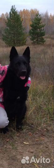 Немецкая овчарка вязка