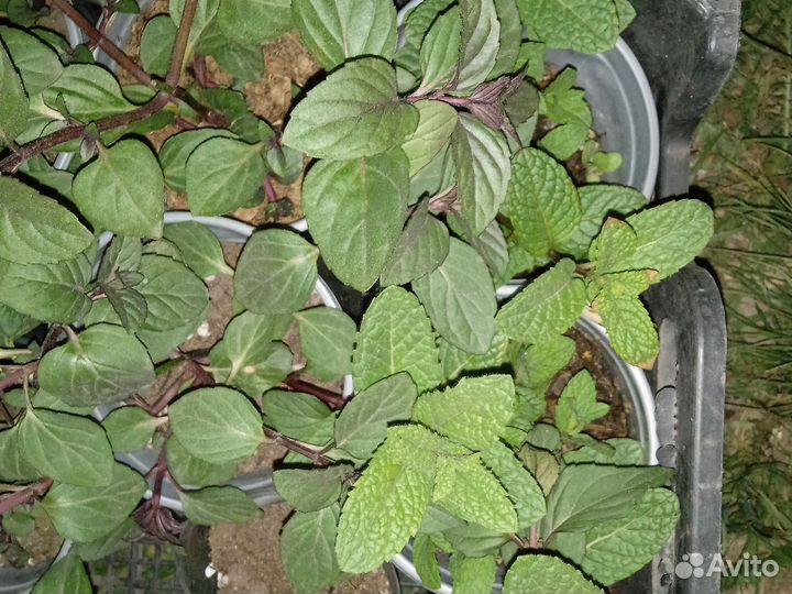 Сортовая мята 44 сорта