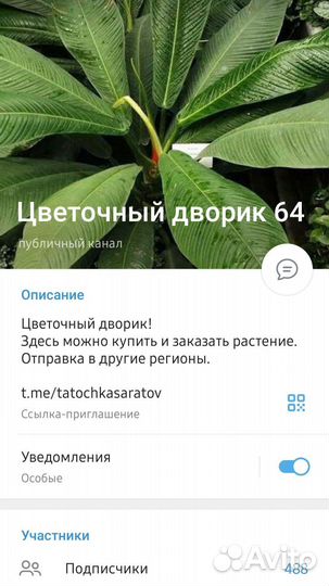 Калатея орбифолия