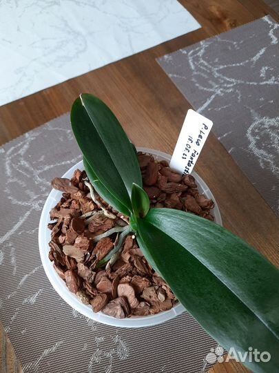 Фаленопсис Leco Fantastic 'Ll045-2'