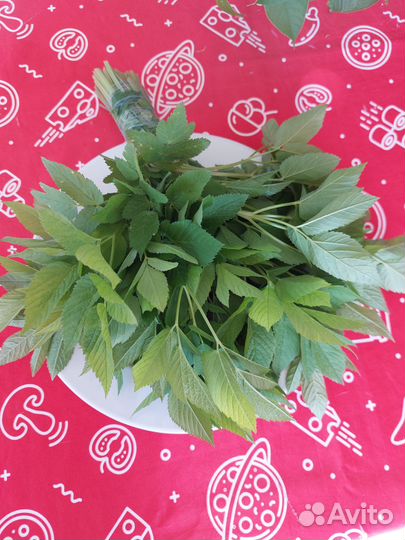 Сныть обыкновенная трава дикорастущая