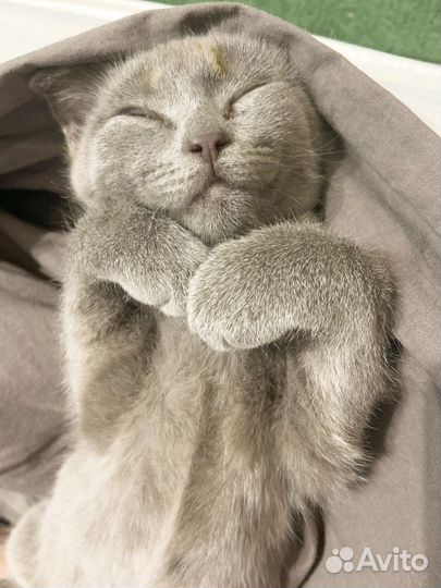 Продам котенка(девочка)
