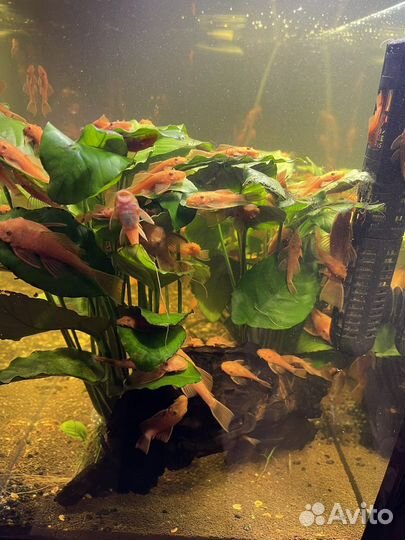 Аквариумные рыбки