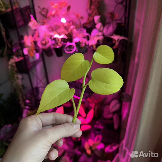 Эпипремнум неон, голден потос