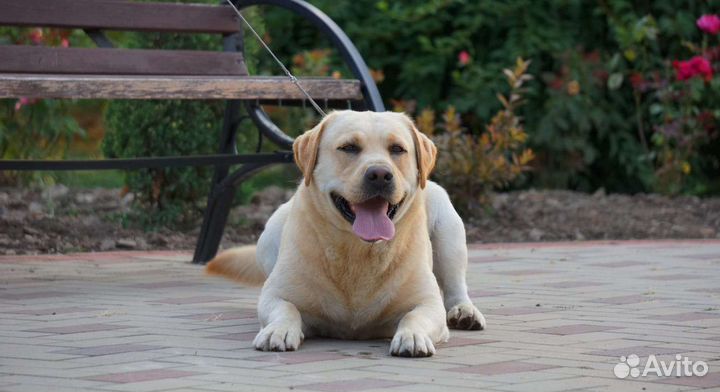 Кобель лабрадора вязка