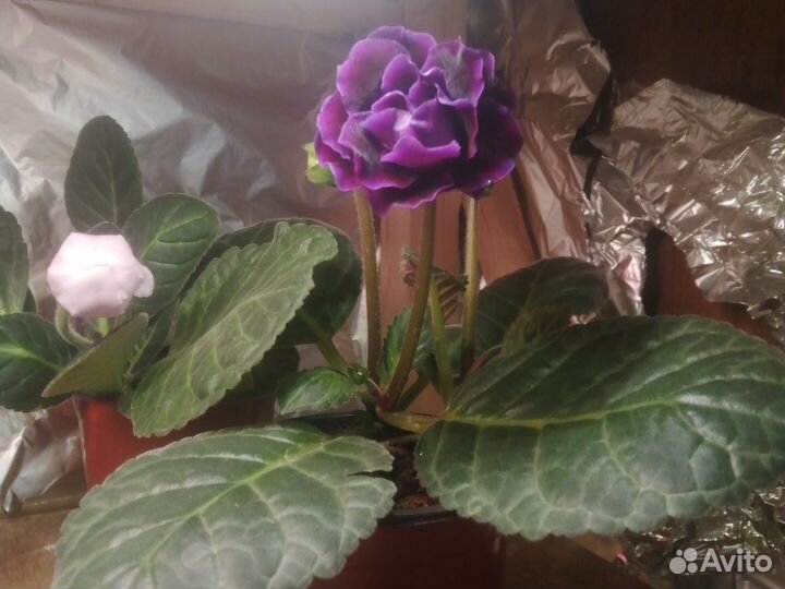 Продам глоксинию. Первое цветение