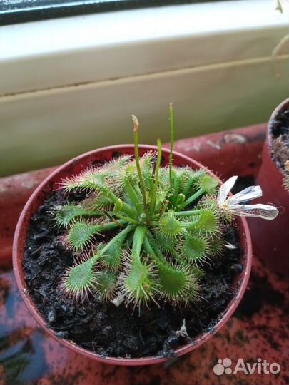 Непентес,Саррацения,Жирянка,Росянка,Хищны