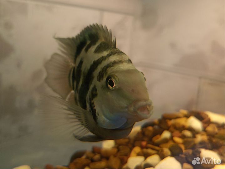 Рыбка Попугай самец