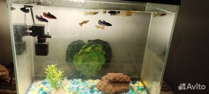 Аквариум с рыбками