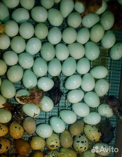 Перепелята, цыплята