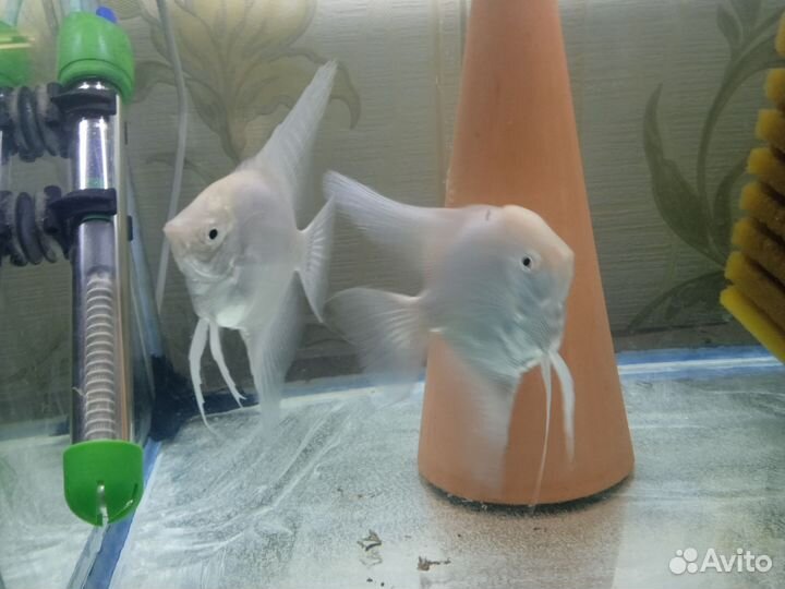 Скалярии Платина