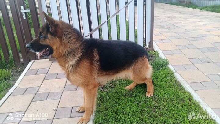 Немец вязка