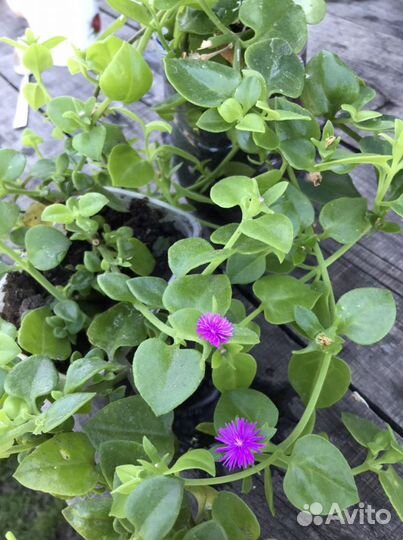 Комнатный цветок