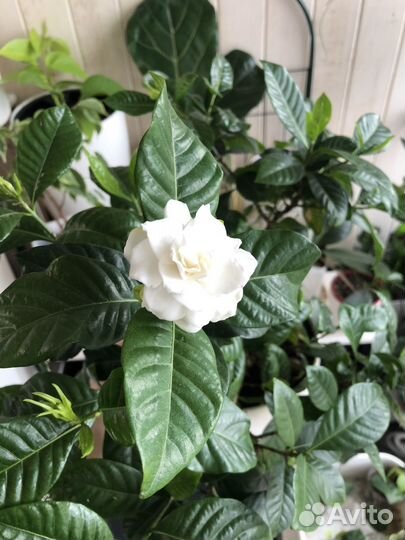 Гардения жасминовидная