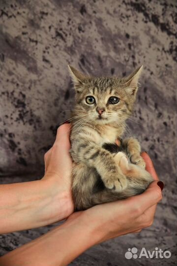 Котёнок 2.5 мес в дар