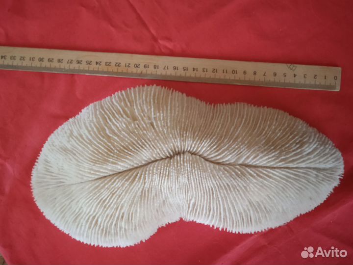 Коралл редкий