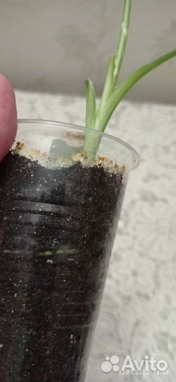 Диффенбахия