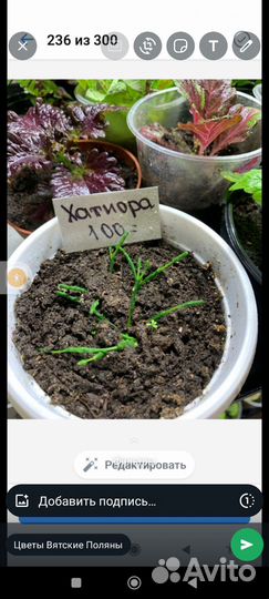 Сансевиерия