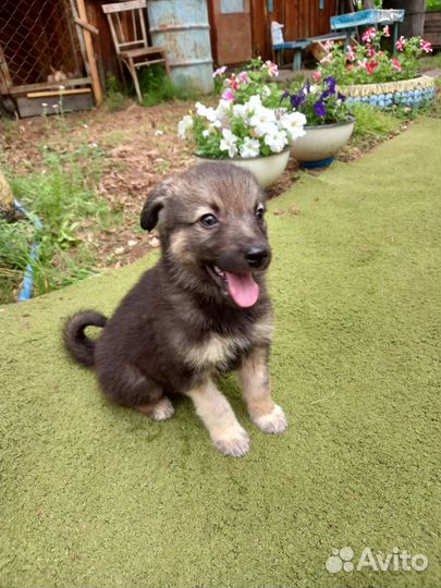 Щенок-мальчик Зевс в добрые руки бесплатно