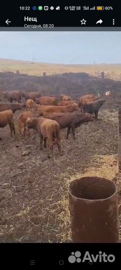 Бычки и телки от 6 месяцев