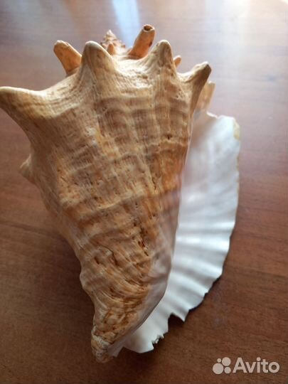 Ракушка морская крупная