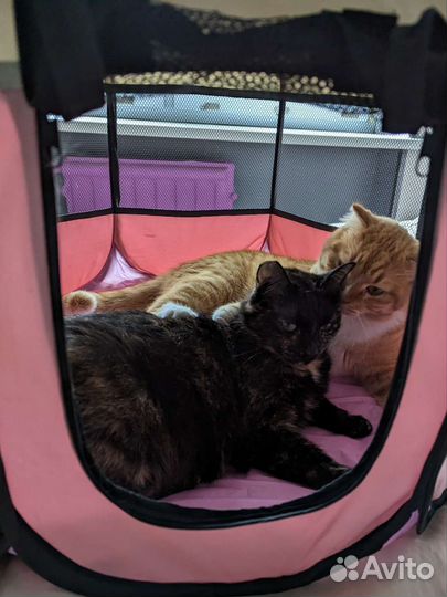 Манеж для животных манеж для котят манеж для собак