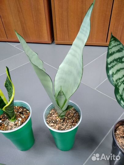 Сансевиерии микс 10