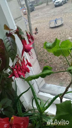 Глоксиния. Фуксия. Традесканция. Герань