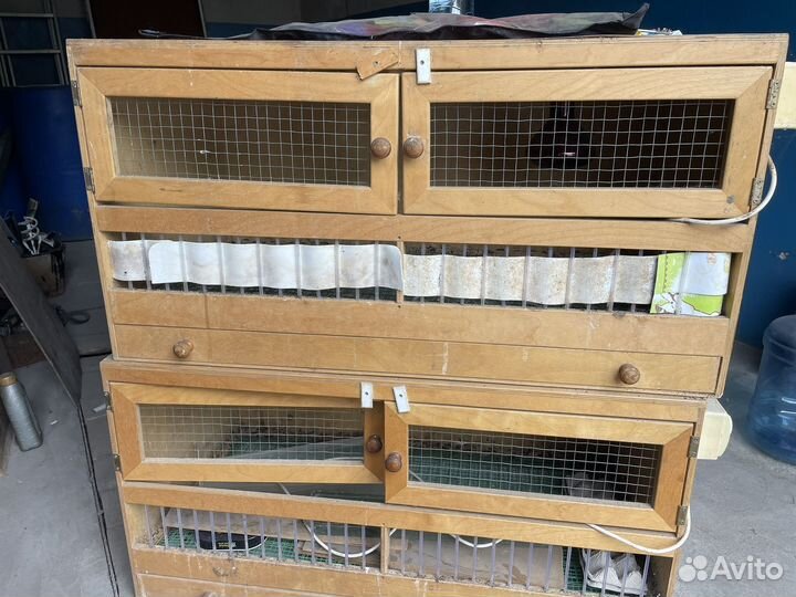 Брудер для цеплят