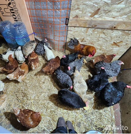 Яйца домашние куриные, перепелиные