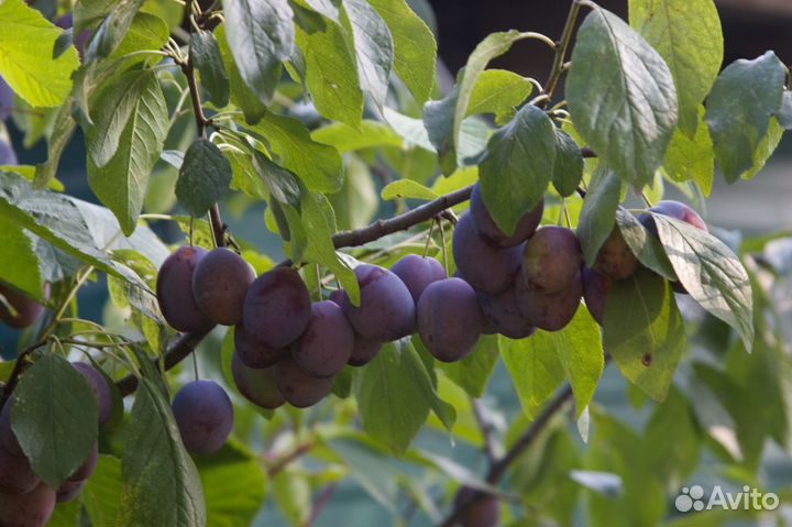 Слива Венгерка,президент