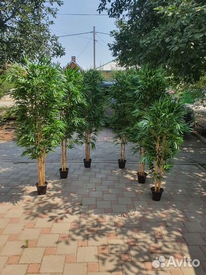 Бамбук декоративный