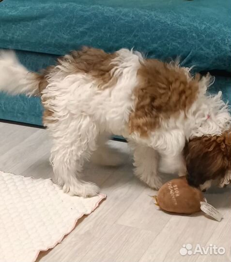 Кавапу Эксклюзив Девочка