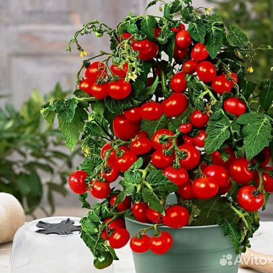 Рассада томатов