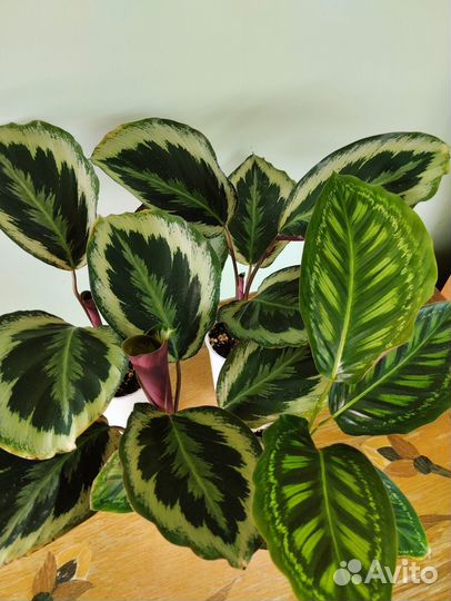 Калатеи: Марион и Флейм Стар