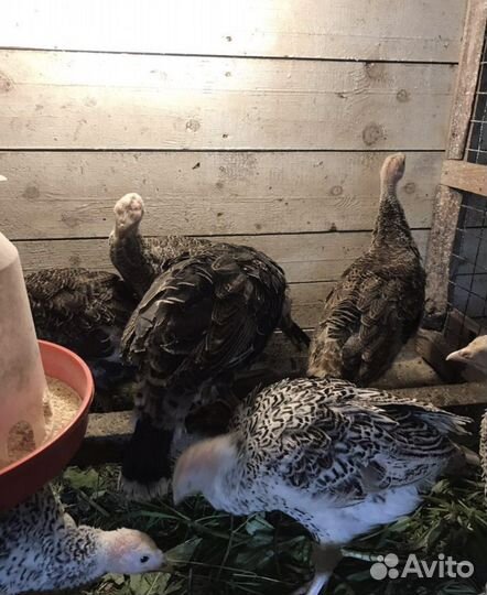 Индюки, индюшата, фазаны, фазанята