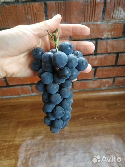Саженец винограда