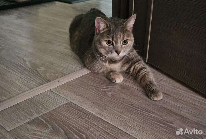 Ищет дом очень ласковая и добрая кошечка