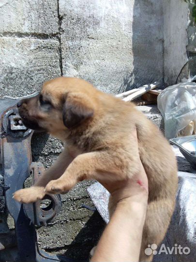 Возьмите друга бесплатно