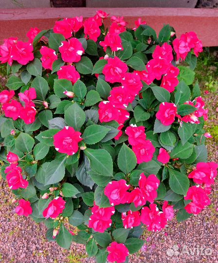 Бальзамины махровые (Ванька мокрый)