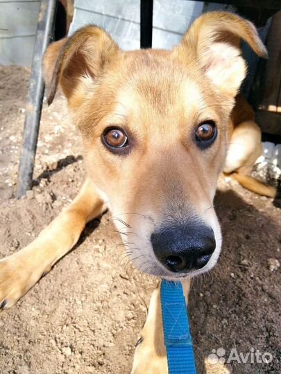 Щенок-подросток ищет дом