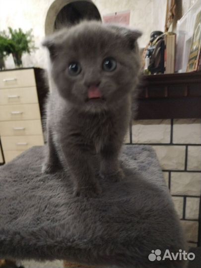 Шотландская вислоухая кошка