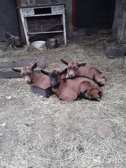 Чешские козлята