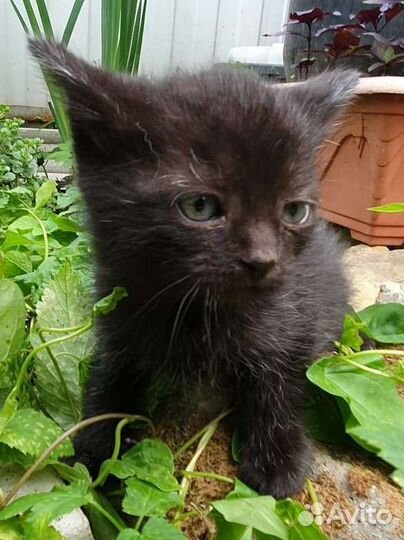 Котенок девочка в ласковые руки