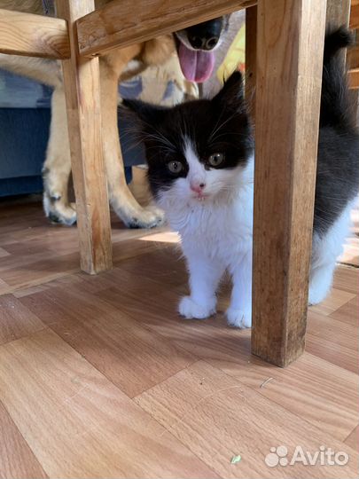 Котёнок Бася