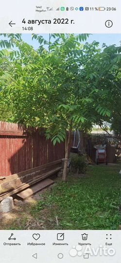 Саженцы маньчжурского ореха