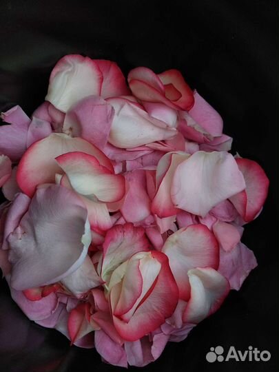 Лепестки роз