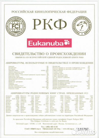 Джек Рассел Терьер приглашает на вязку