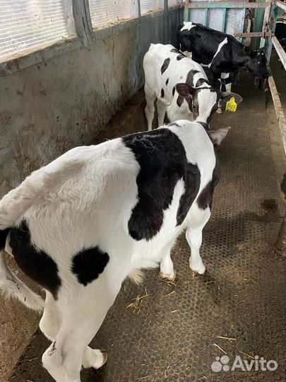 О Бычки и Тёлки