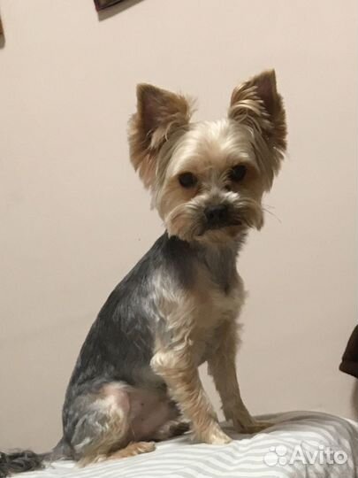 Йоркширский терьер